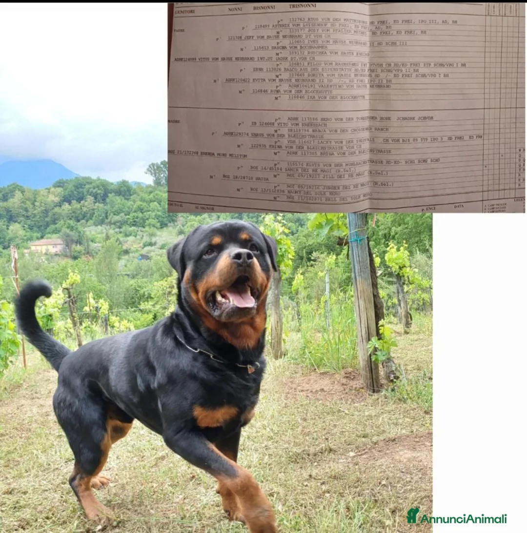Rottweiler cani in regalo: Rottweiler disponibili  - Annuncio 1