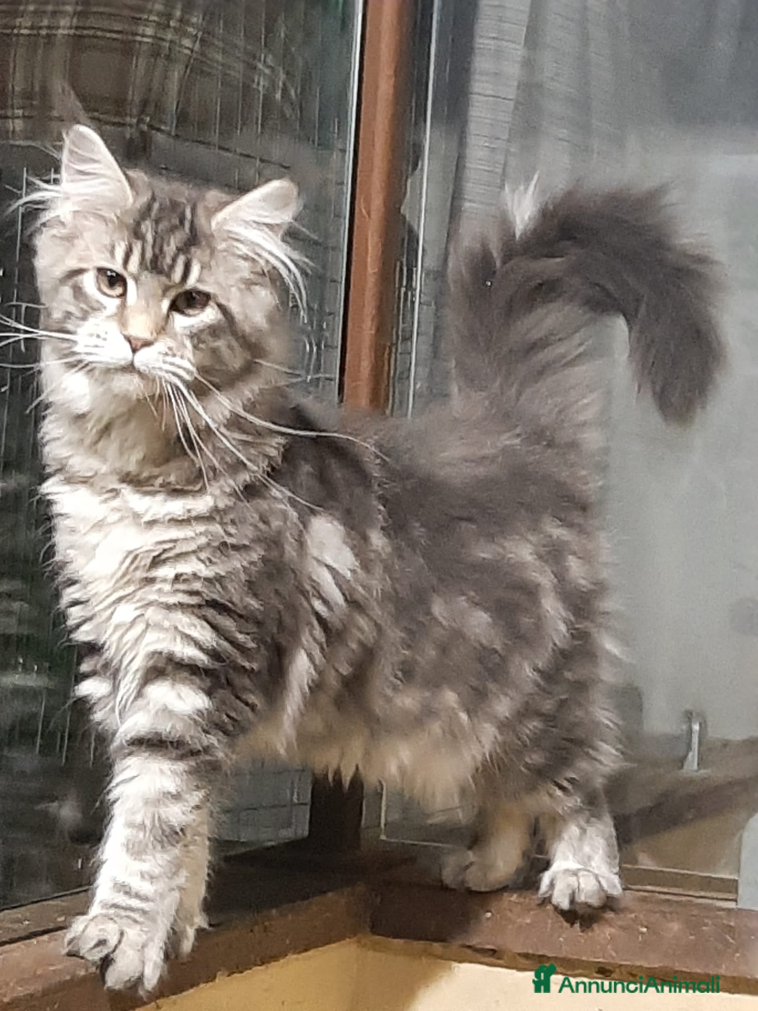 Maine Coon gatti Cucciola di Maine Coon  - Annuncio 1