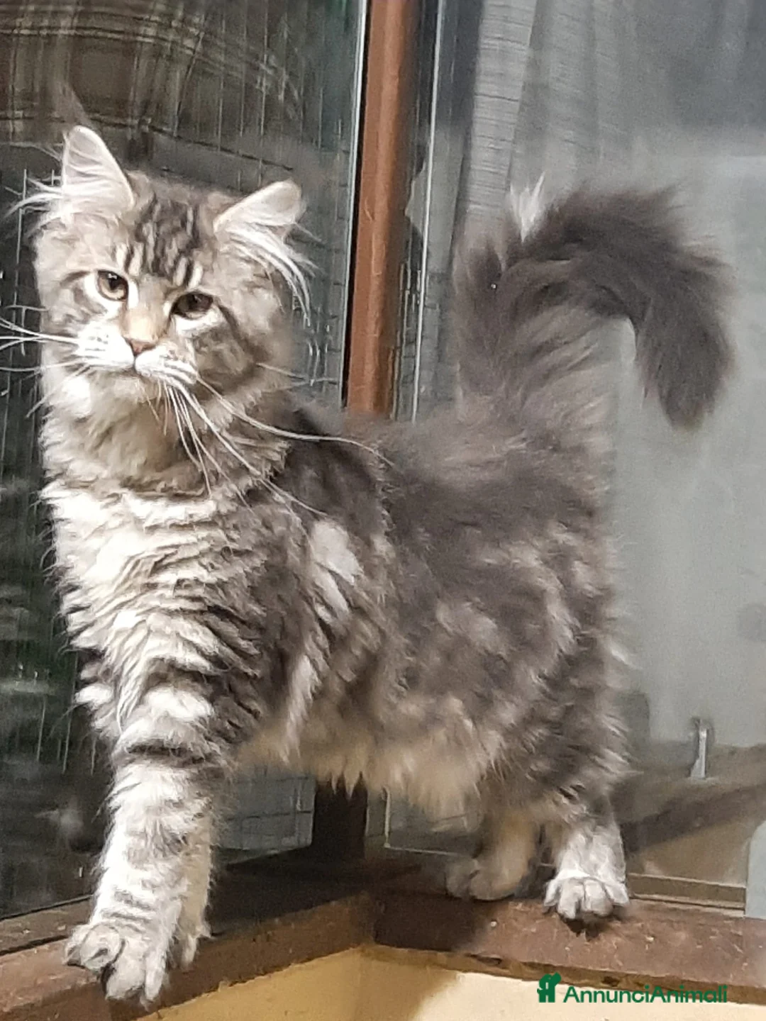 Maine Coon gatti in vendita: Cucciola di Maine Coon  - Annuncio 1