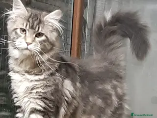 Maine Coon gatti Cucciola di Maine Coon - Annuncio 1