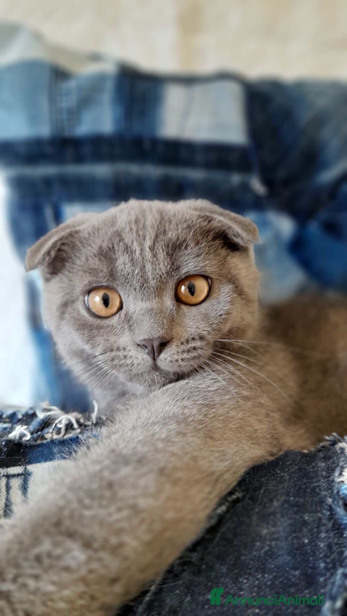 Scottish gatti Cuccioli Scottish fold e straight  - Annuncio 1