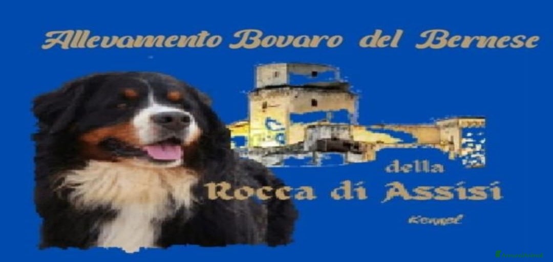 Immagine della galleria {{count}}