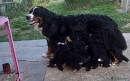Bovaro del Bernese cani in vendita: Bernerdok's Aunts Cuccioli Y a Città Metropolitana di Torino - Immagine 18
