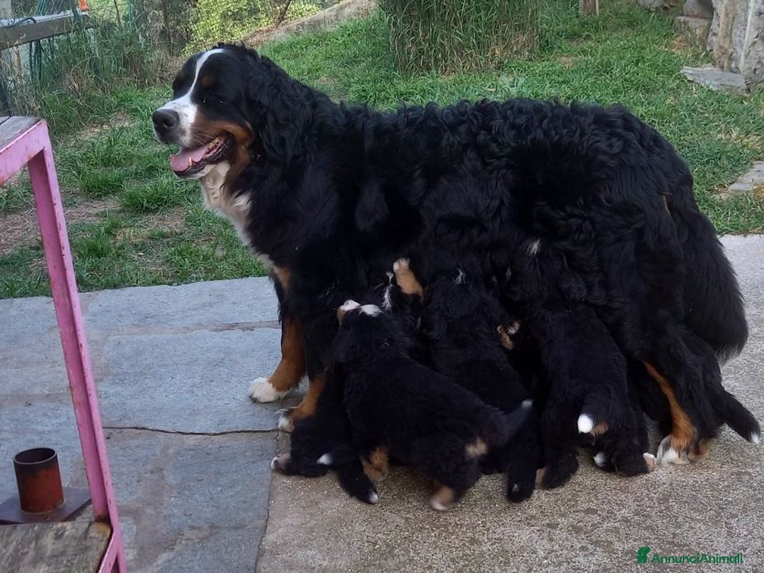 Bovaro del Bernese cani in vendita: Bernerdok's Aunts Cuccioli Y a Città Metropolitana di Torino - Immagine 18