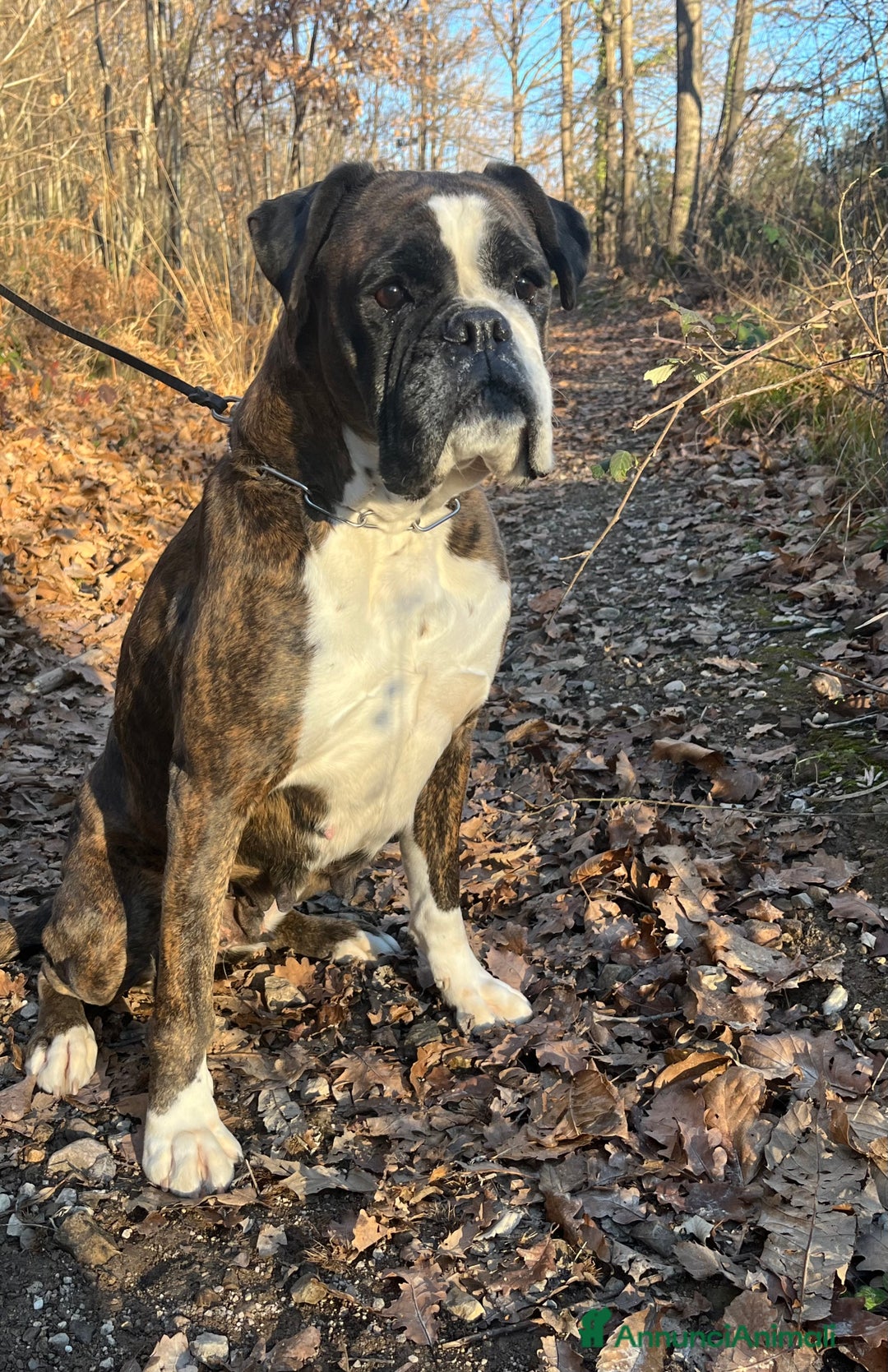 Boxer cani in vendita: Boxer - Annuncio 3