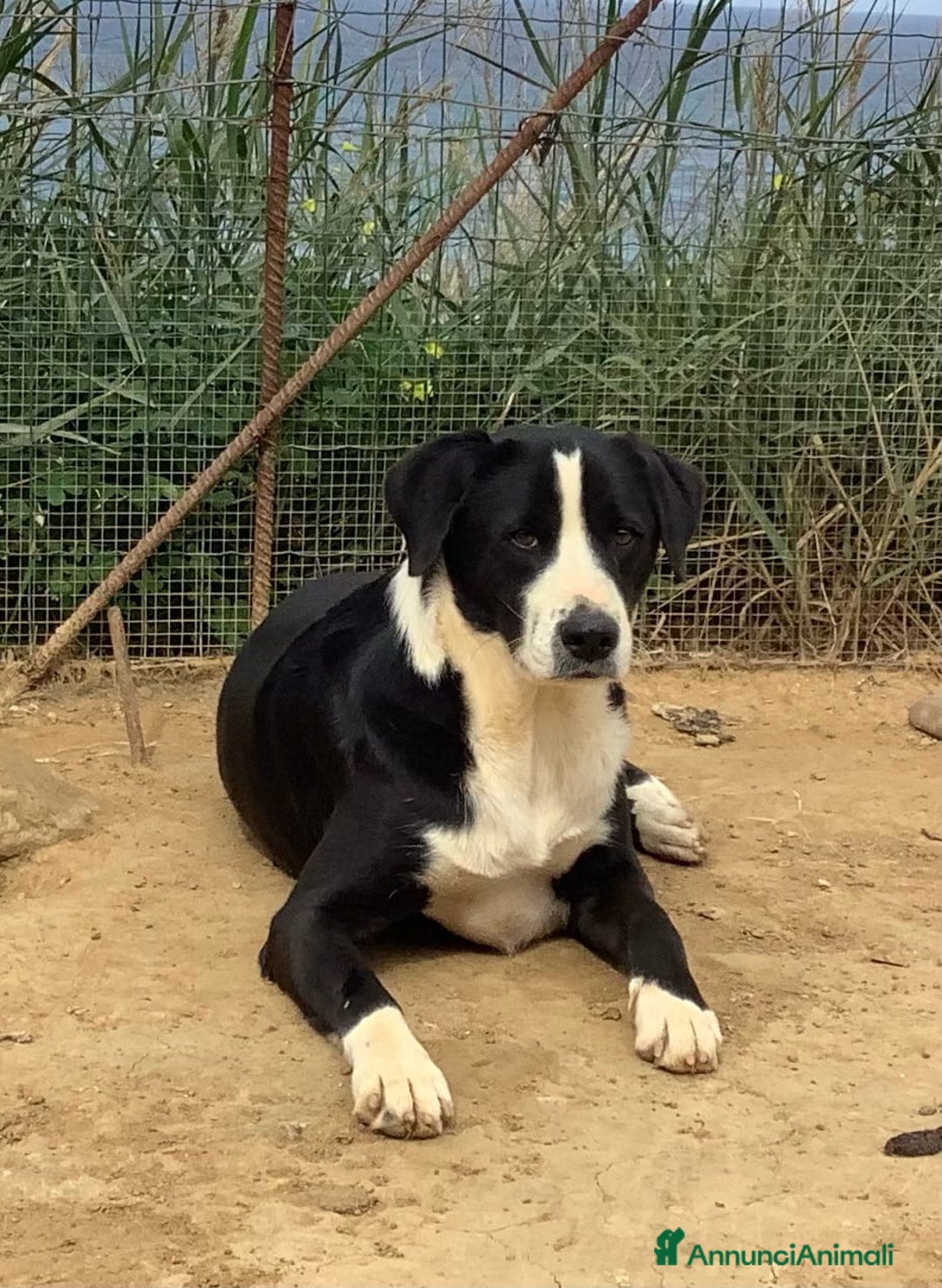 Meticcio cani in regalo: Leo giovane cagnolone in cerca di casa  a Città metropolitana di Milano - Annuncio 1