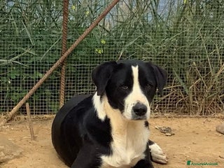 Meticcio cani Leo giovane cagnolone in cerca di casa a Città metropolitana di Milano - Annuncio 10