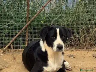 Meticcio cani Leo giovane cagnolone in cerca di casa a Città metropolitana di Milano - Annuncio 2