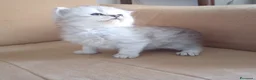 Persiano gatti in vendita: Cinque cuccioli di persiano - Annuncio 3