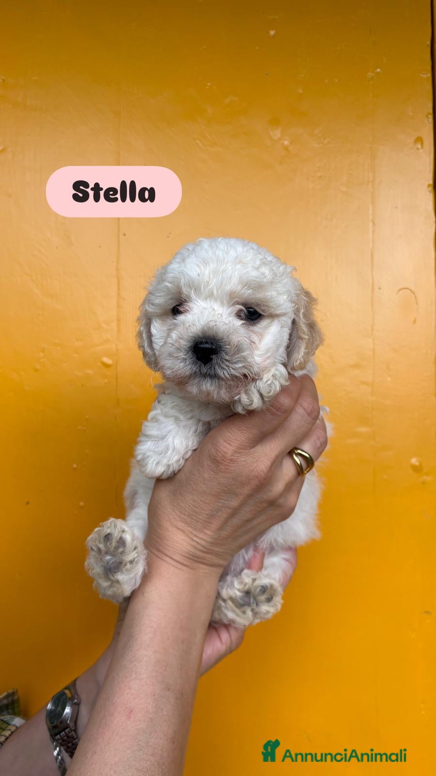 Maltipoo cani maltipoo - Annuncio 1