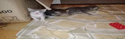 Altre razze gatti in regalo: GATTINI GIOCHERELLONI  a Provincia di Bergamo - Annuncio 6