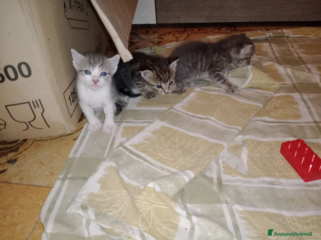 Altre razze gatti in regalo: GATTINI GIOCHERELLONI  a Provincia di Bergamo - Annuncio 6