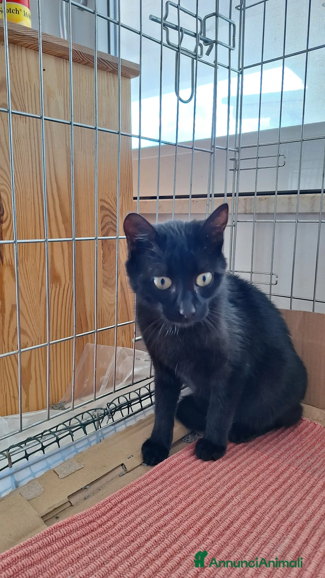 Europeo gatti in regalo: Sofia 6 mesi di dolcezza tutta da conquistare  - Annuncio 8