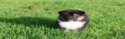 Australian Shepherd cani in vendita: Cuccioli di pastore australiano  - Annuncio 8