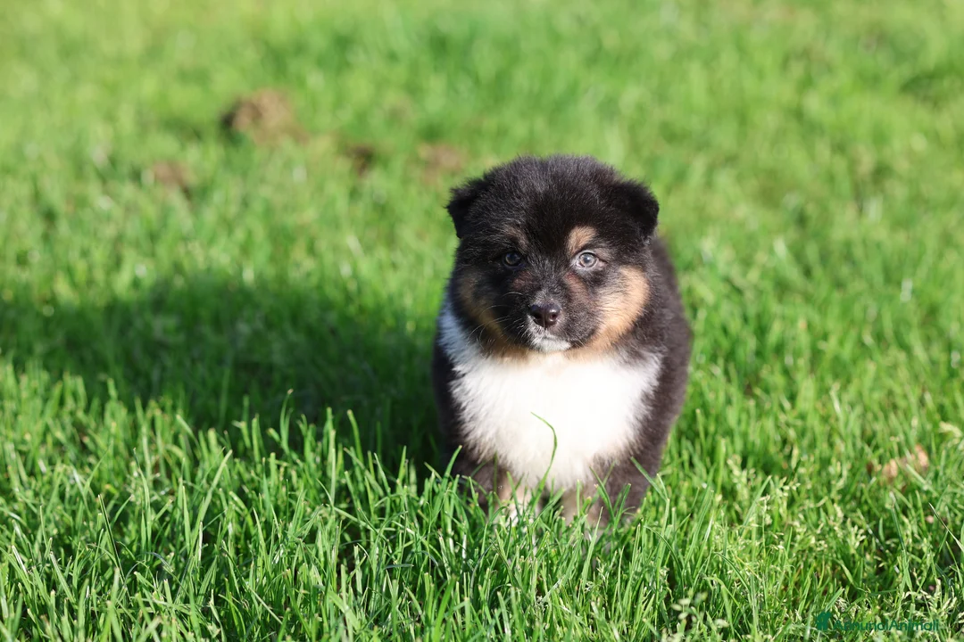 Australian Shepherd cani in vendita: Cuccioli di pastore australiano  - Annuncio 8