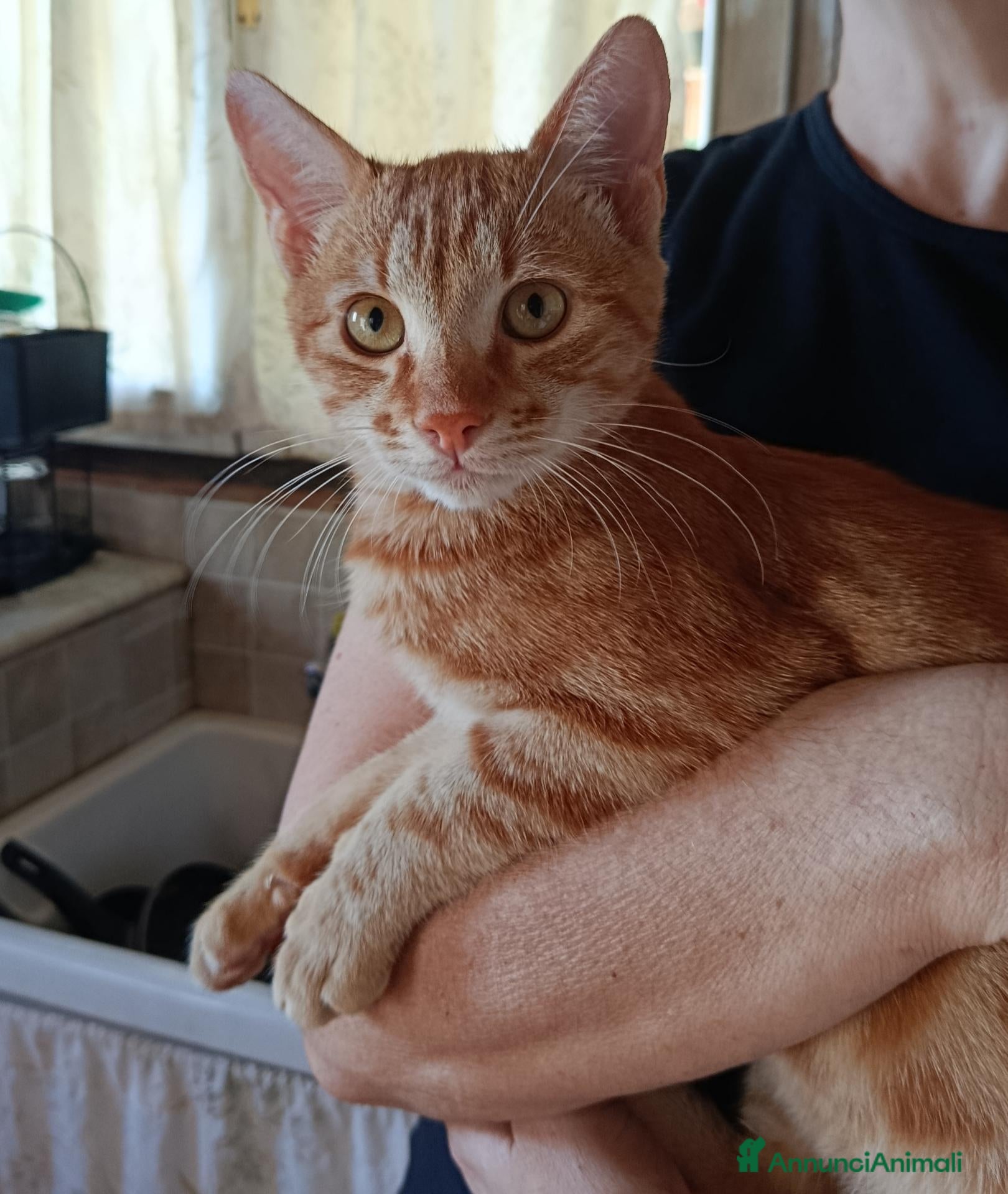 Altre razze gatti 🧡Monkey🧡 (IN REGALO,NON IN VENDITA) - Annuncio 10