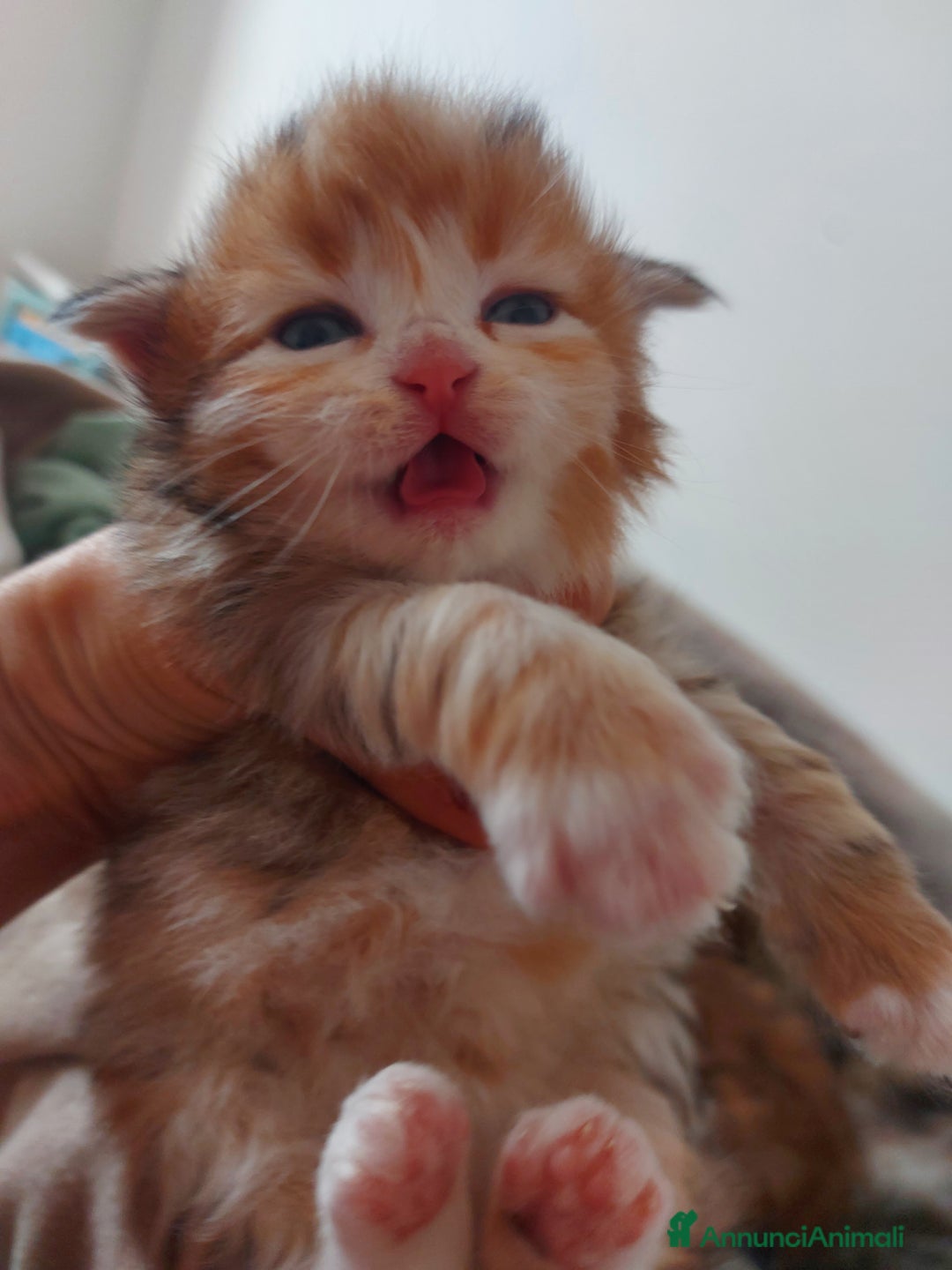 Siberiano gatti in vendita: Cuccioli di gatto Siberiano Certificati  - Annuncio 11