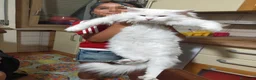 Maine Coon gatti in vendita: Meravigliosa Maine coon certificata afsi  - Annuncio 4