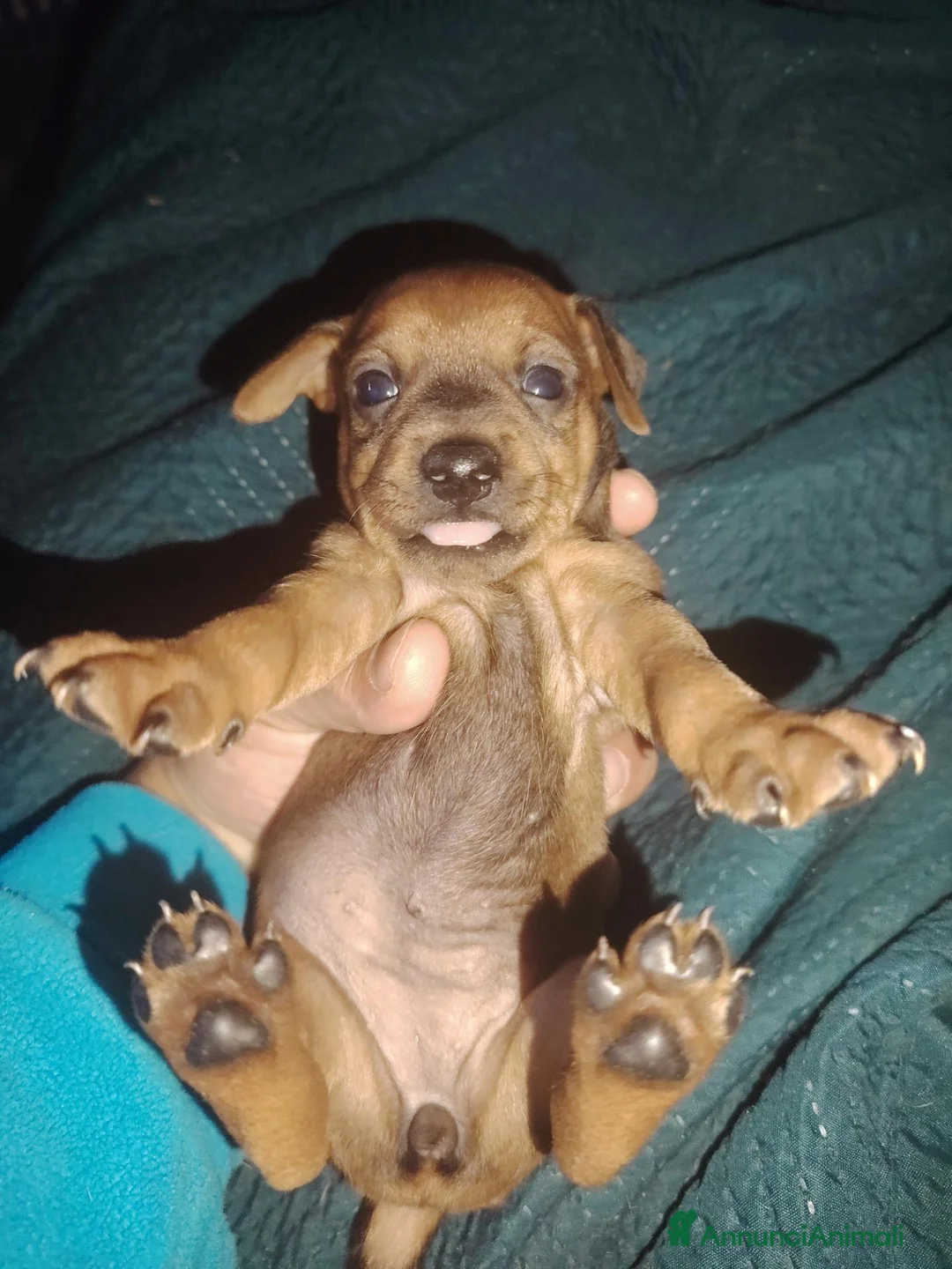 Pinscher Miniatura cani in vendita: Pincher mini - Annuncio 1