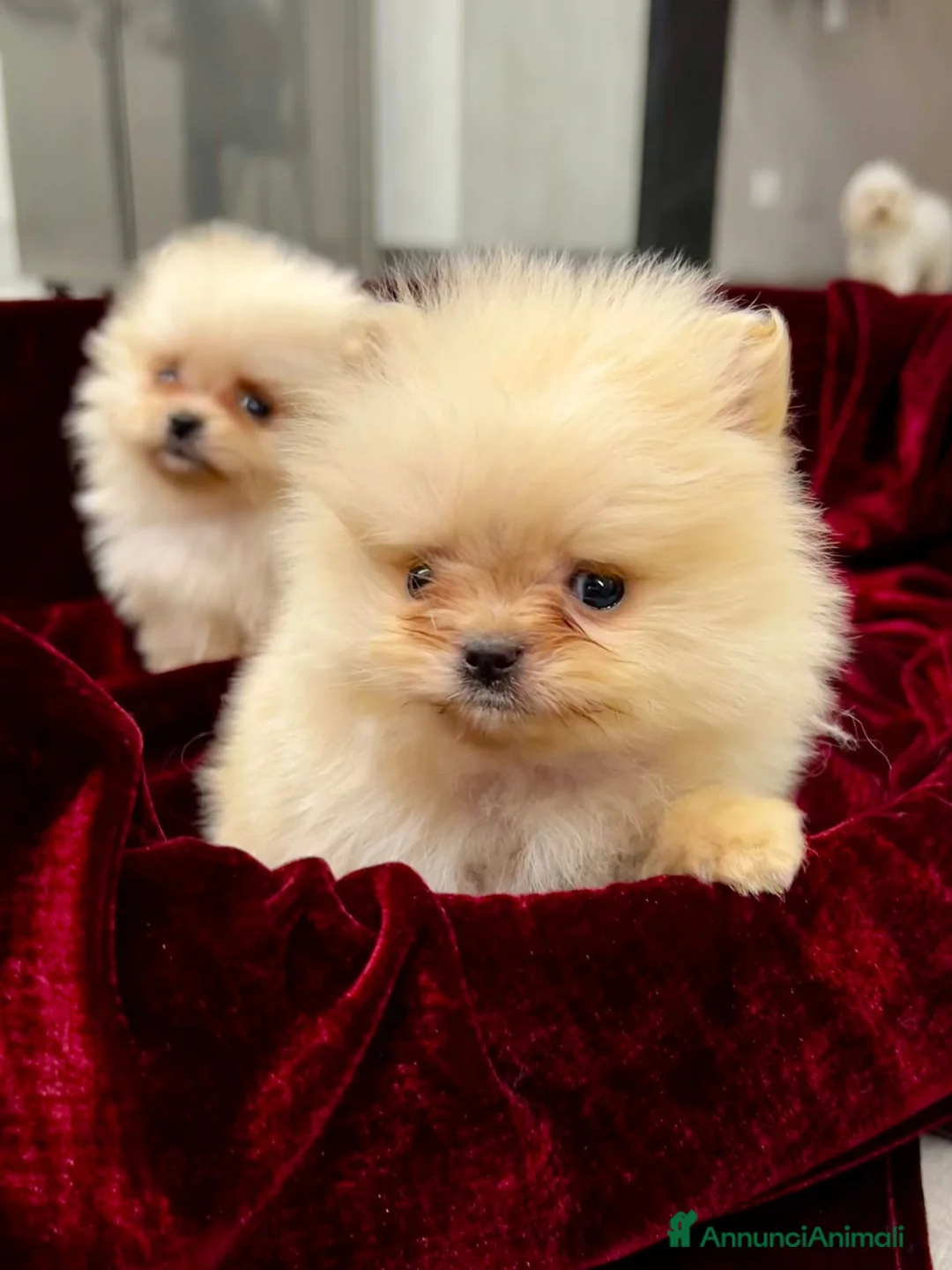 Spitz cani in vendita: Spitz Pomerania  - Annuncio 4