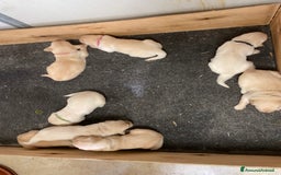 Golden Retriever cani in vendita: Cuccioli di golden retriever a Provincia di Pavia - Immagine 10