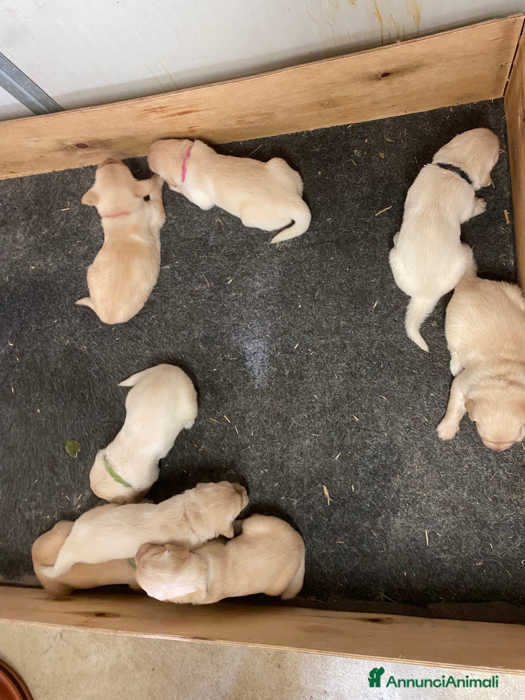 Golden Retriever cani in vendita: Cuccioli di golden retriever a Provincia di Pavia - Immagine 10