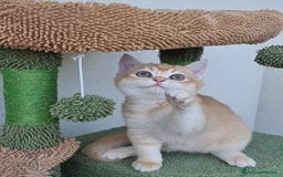 Scottish gatti in vendita: Scottish Straight con Pedigree  - Immagine 8