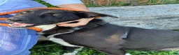 Meticcio cani in regalo: Windy, splendida ed equilibrata simil labrador - Annuncio 6