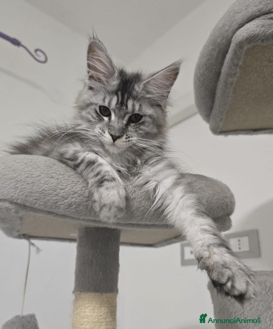Maine Coon gatti Stupenda cucciola Silver pedigree da compagnia  - Annuncio 2