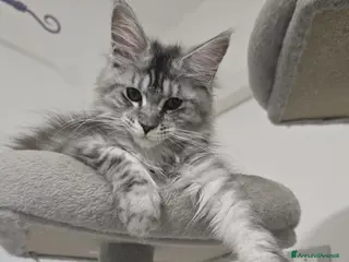 Maine Coon gatti Stupenda cucciola Silver pedigree da compagnia - Annuncio 2