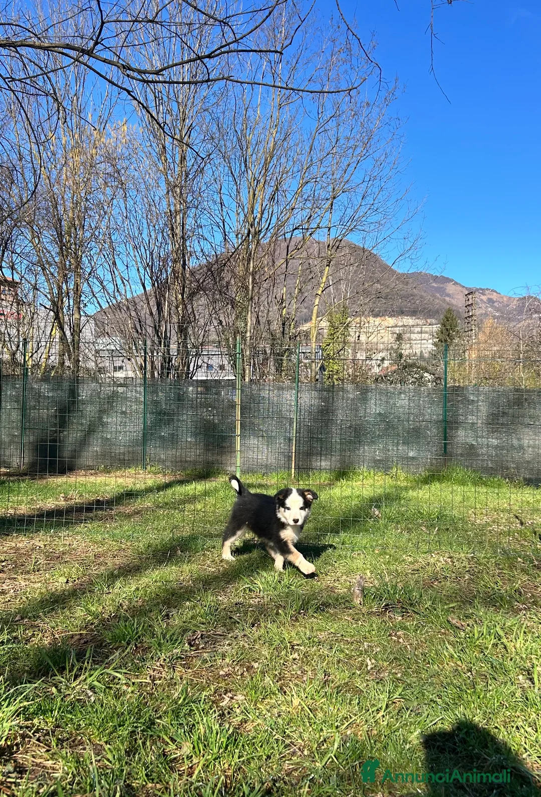 Border Collie cani in vendita: Cucciolo Border collie  - Annuncio 2