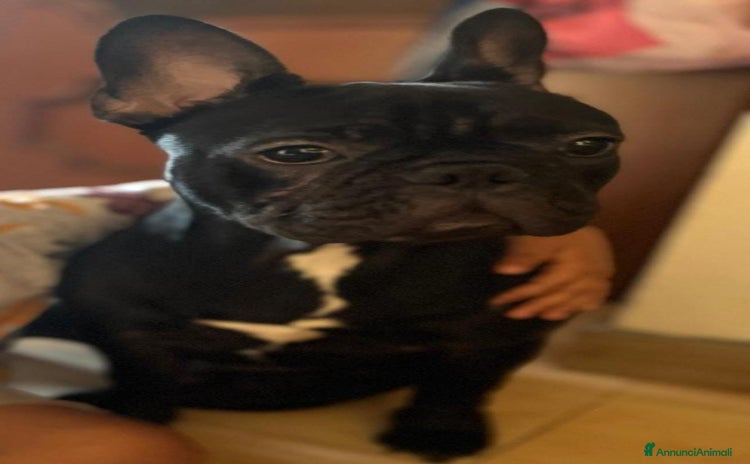 Bulldog Francese cani a Città Metropolitana di Torino - Annuncio 16