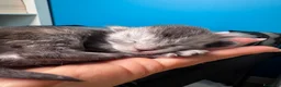 Maine Coon gatti in vendita: Cuccioli di Maine Coon Silver - Annuncio 11