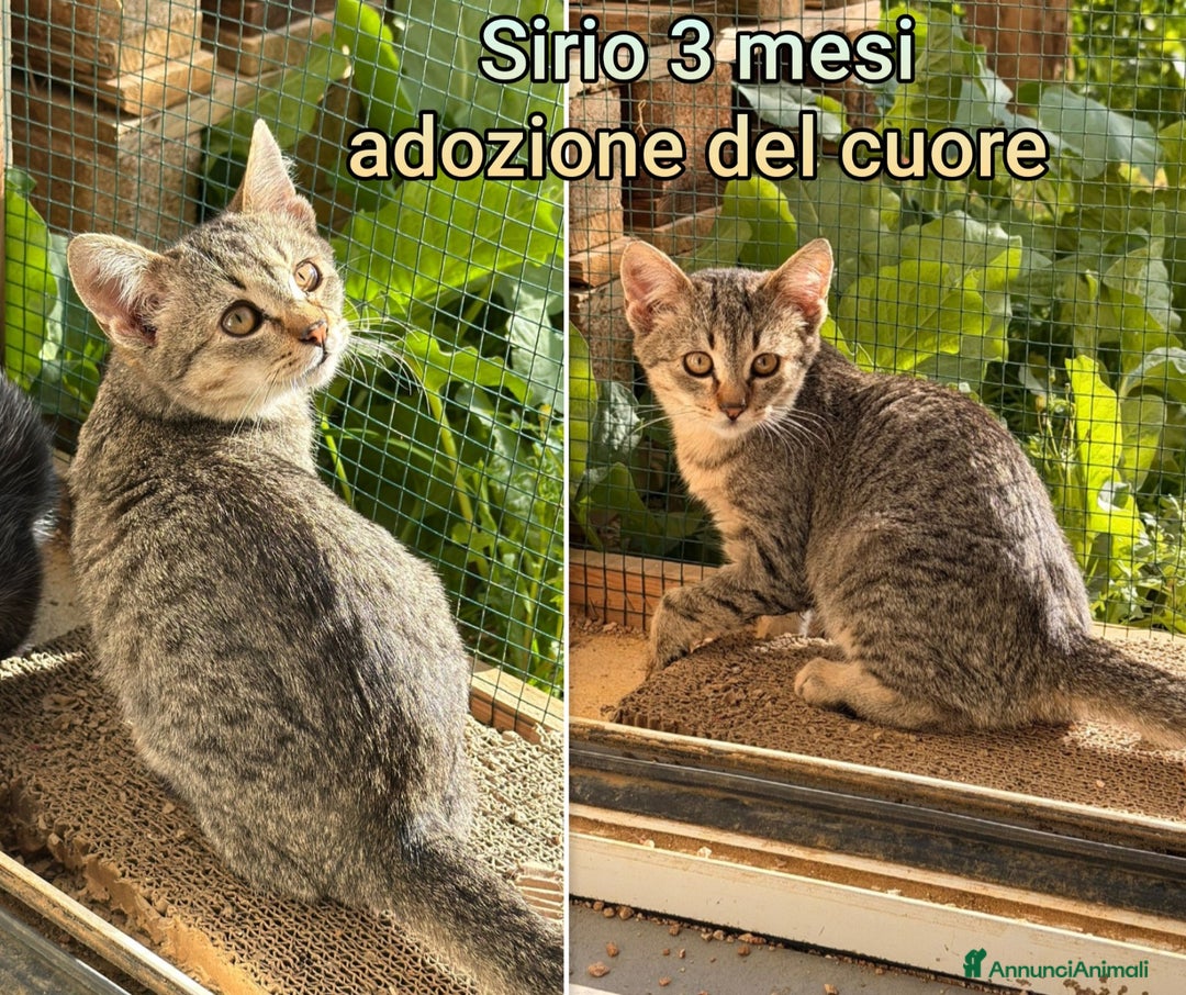 Europeo gatti in regalo: SERVONO ADOZIONI PER SALVARLI  - Annuncio 4