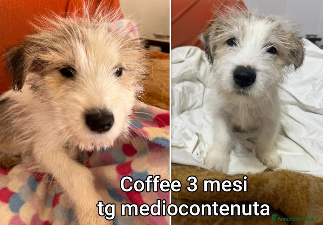Meticcio cani in regalo: CUCCIOLI ABBANDONATI: URGENTE  - Annuncio 12