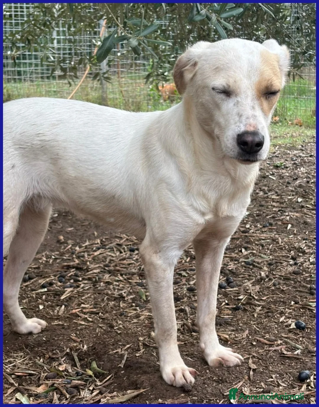 Meticcio cani in regalo: CALU' TENERA CAGNOLINA 2 ANNI,SALVATA DALLA GABBIA - Annuncio 14