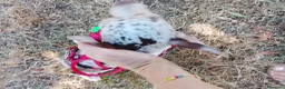 Chihuahua cani in vendita: Chiuahua merle - Annuncio 6