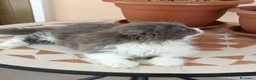 Persiano gatti in vendita: Bizet cucciolo di persiano - Annuncio 4
