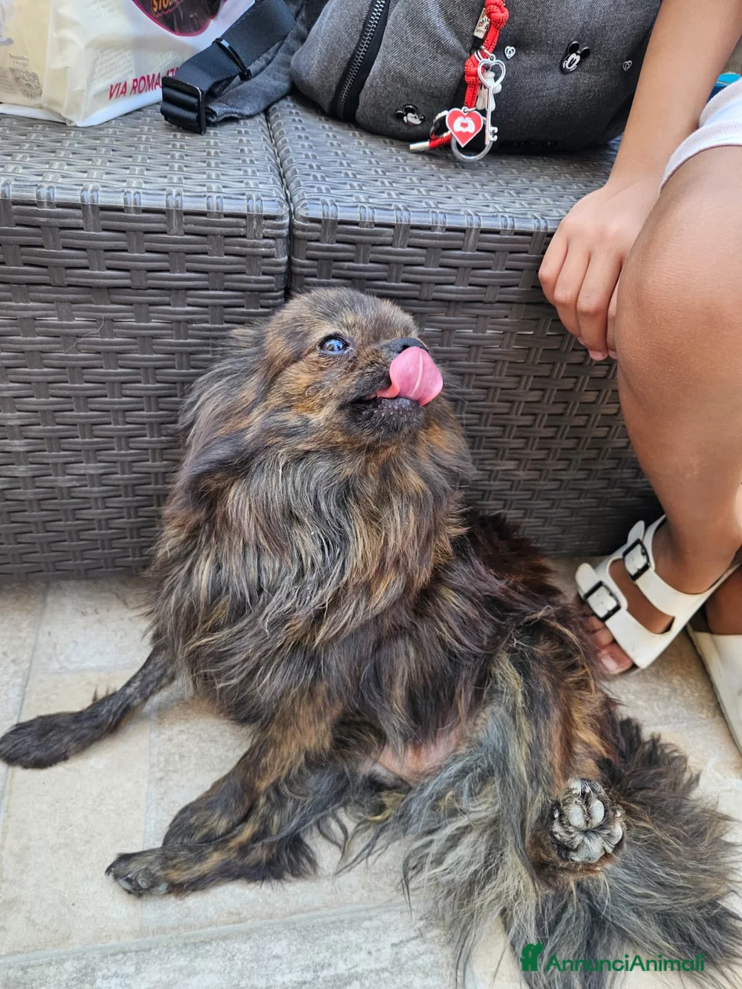 Meticcio cani in regalo: Alessia: taglia piccola, socievole, equilibrata - Annuncio 2