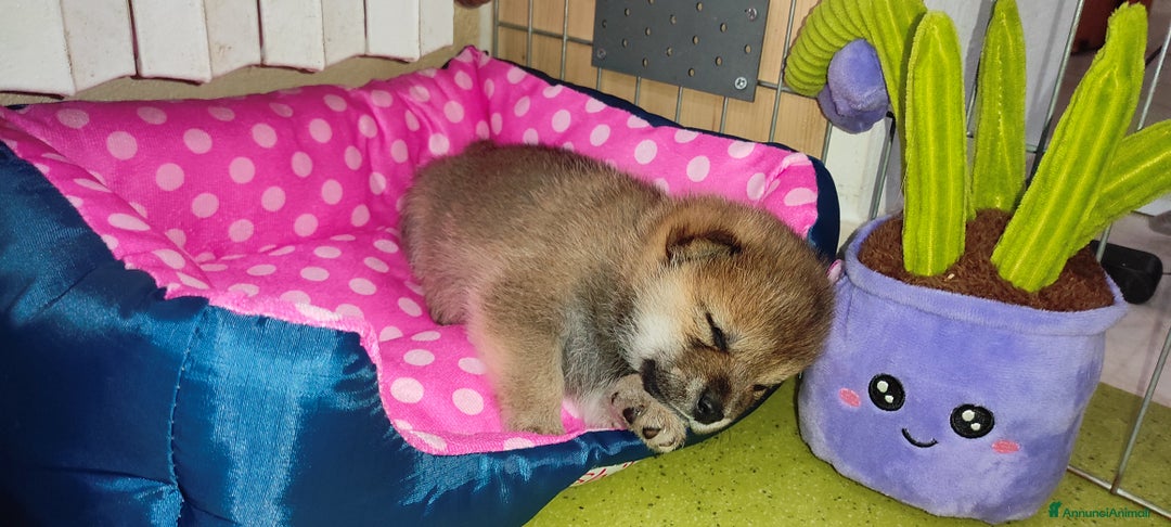 Shiba Inu cani in vendita: Cuccioli di Shiba Inu con genitori testati - Annuncio 7