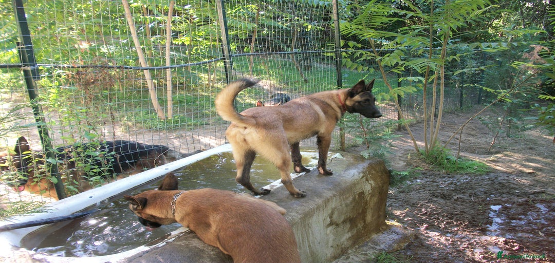 Immagine della galleria {{count}}