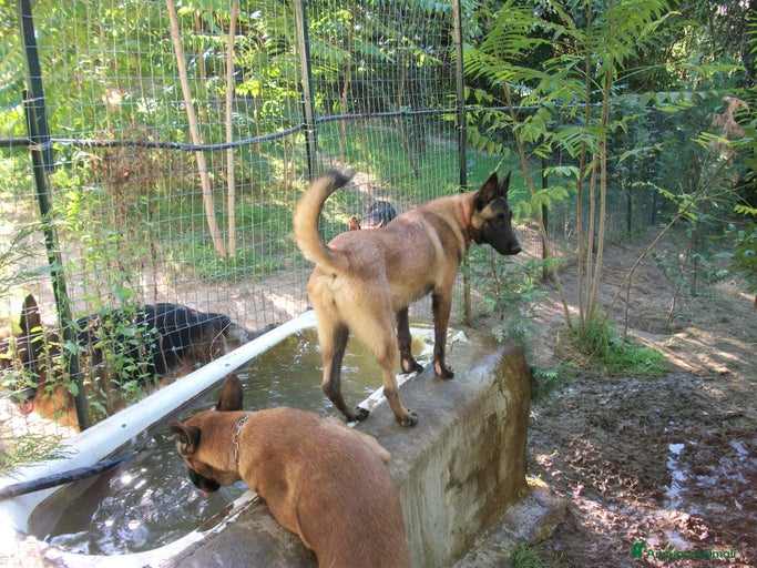 Immagine della galleria {{count}}