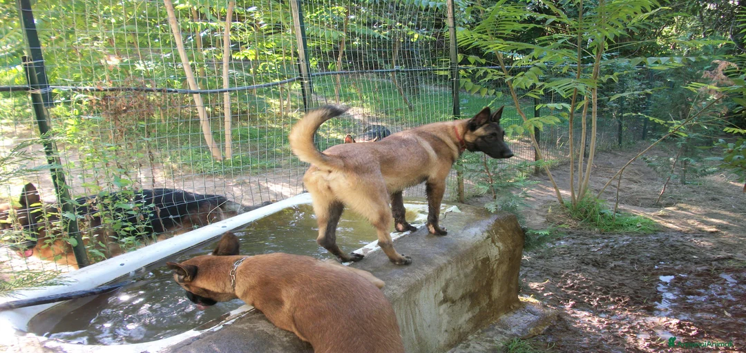 Immagine della galleria {{count}}