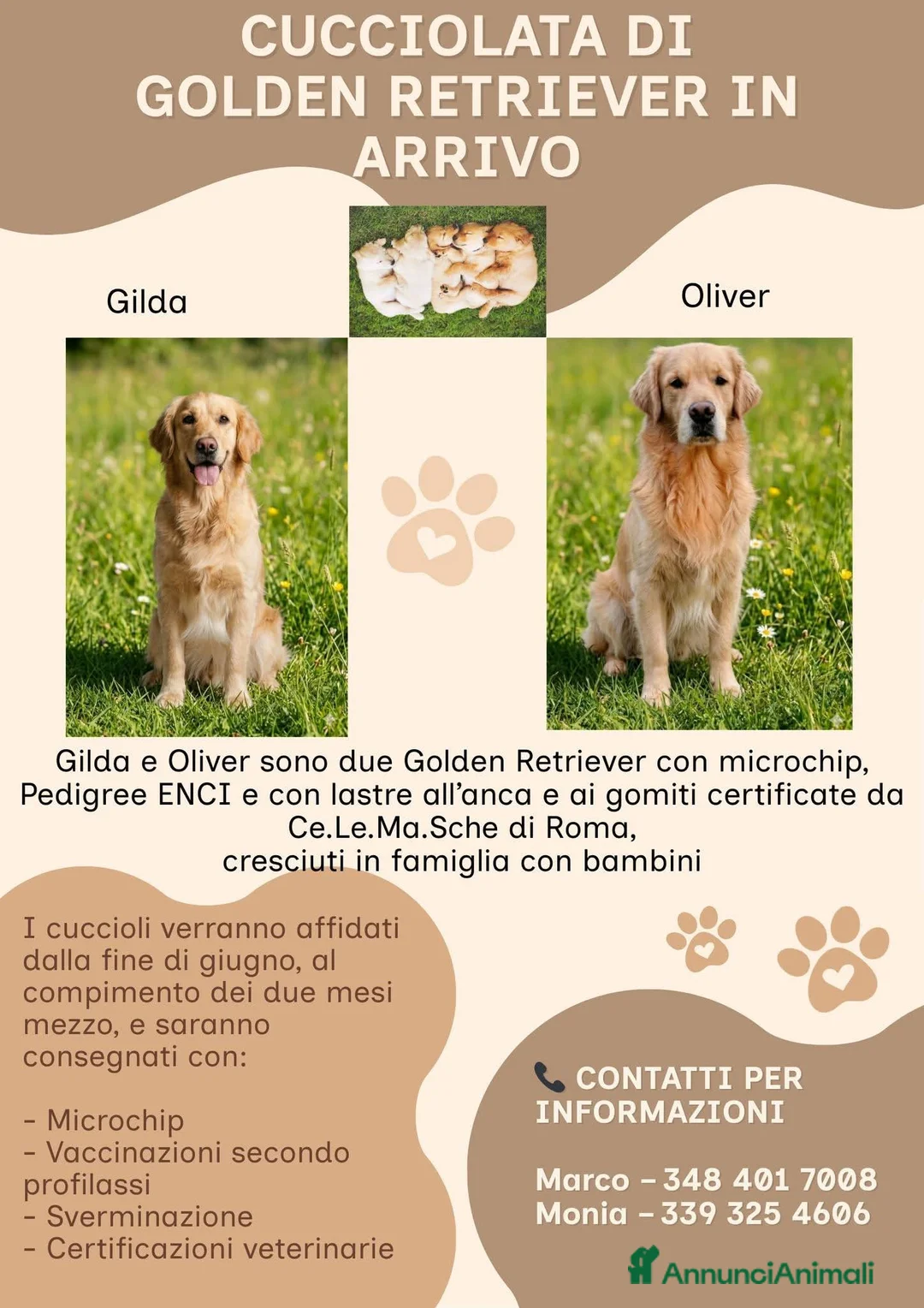 Golden Retriever cani in vendita: Cuccioli in arrivo a metà aprile - Annuncio 2