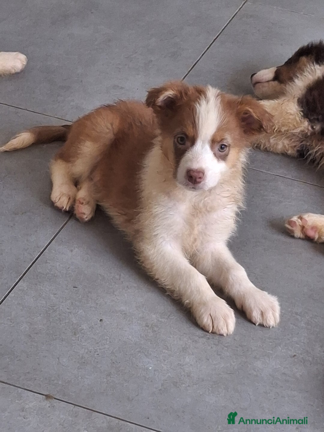 Australian Shepherd cani in vendita: Cuccioli pastore australiano pedigree  - Immagine 4