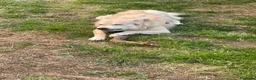 Meticcio cani in regalo: Rain cerca casa per sempre  a Provincia della Spezia - Annuncio 11