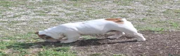 Bulldog cani in vendita: Bulldog inglese  a Provincia di Vicenza - Annuncio 4