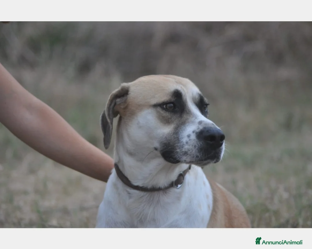 Meticcio cani in regalo: Whisky dolcissimo cerca famiglia  a Roma - Annuncio 3