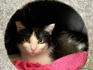 Europeo gatti Sara micia 10mesi han cercato di farla fuori!ROMA a Città metropolitana di Milano - Annuncio 36