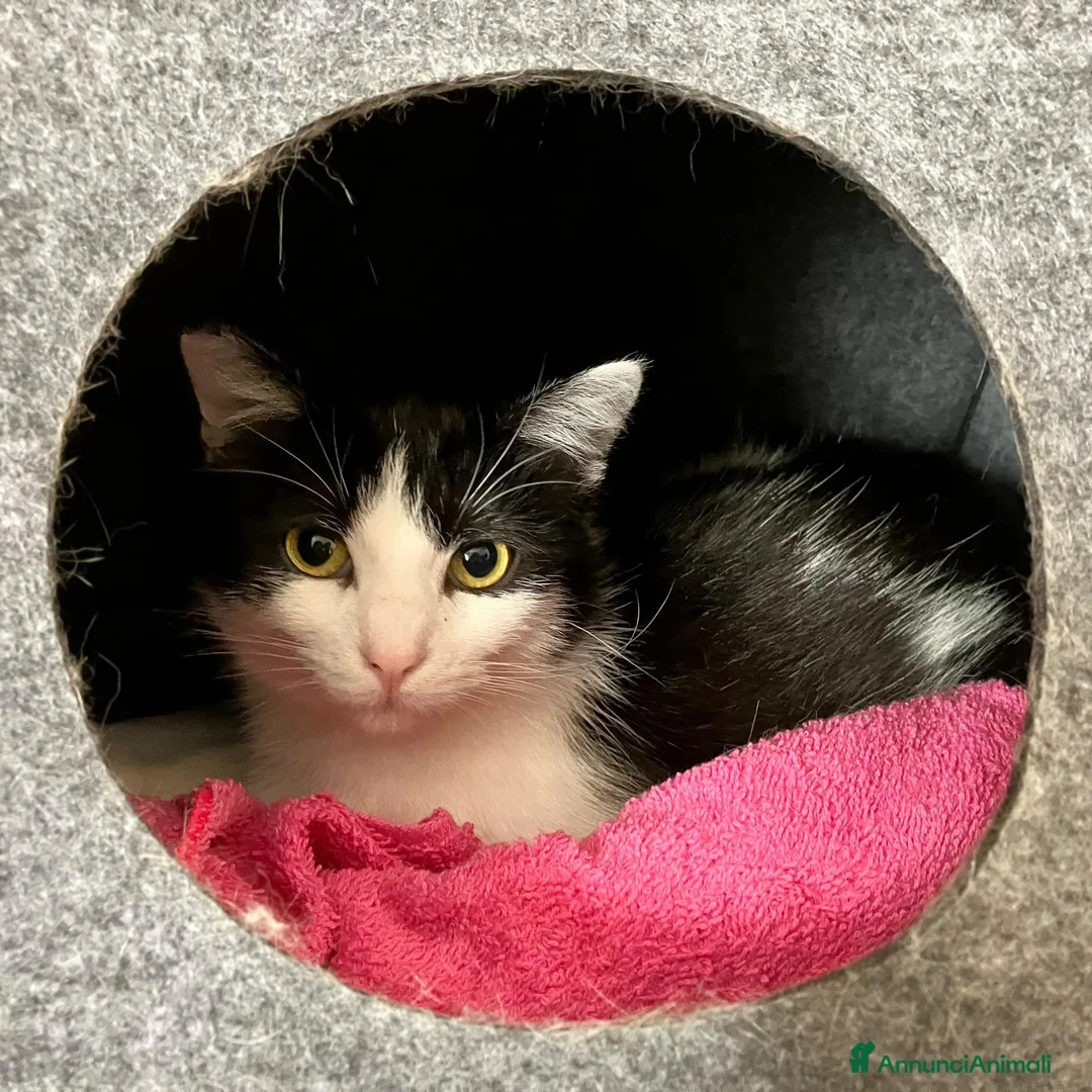 Europeo gatti in regalo: Sara micia 10mesi han cercato di farla fuori!ROMA a Città metropolitana di Milano - Annuncio 1